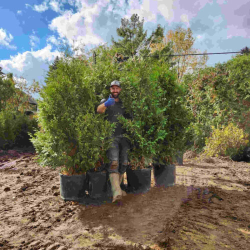 Plantation haies de cèdres Laurentides