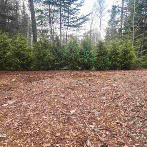 Plantation haies de cèdres