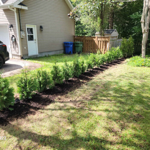 Pose haie de cèdres